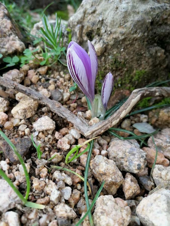 Il Giardino All'Angolo Villacidro ภายนอก รูปภาพ